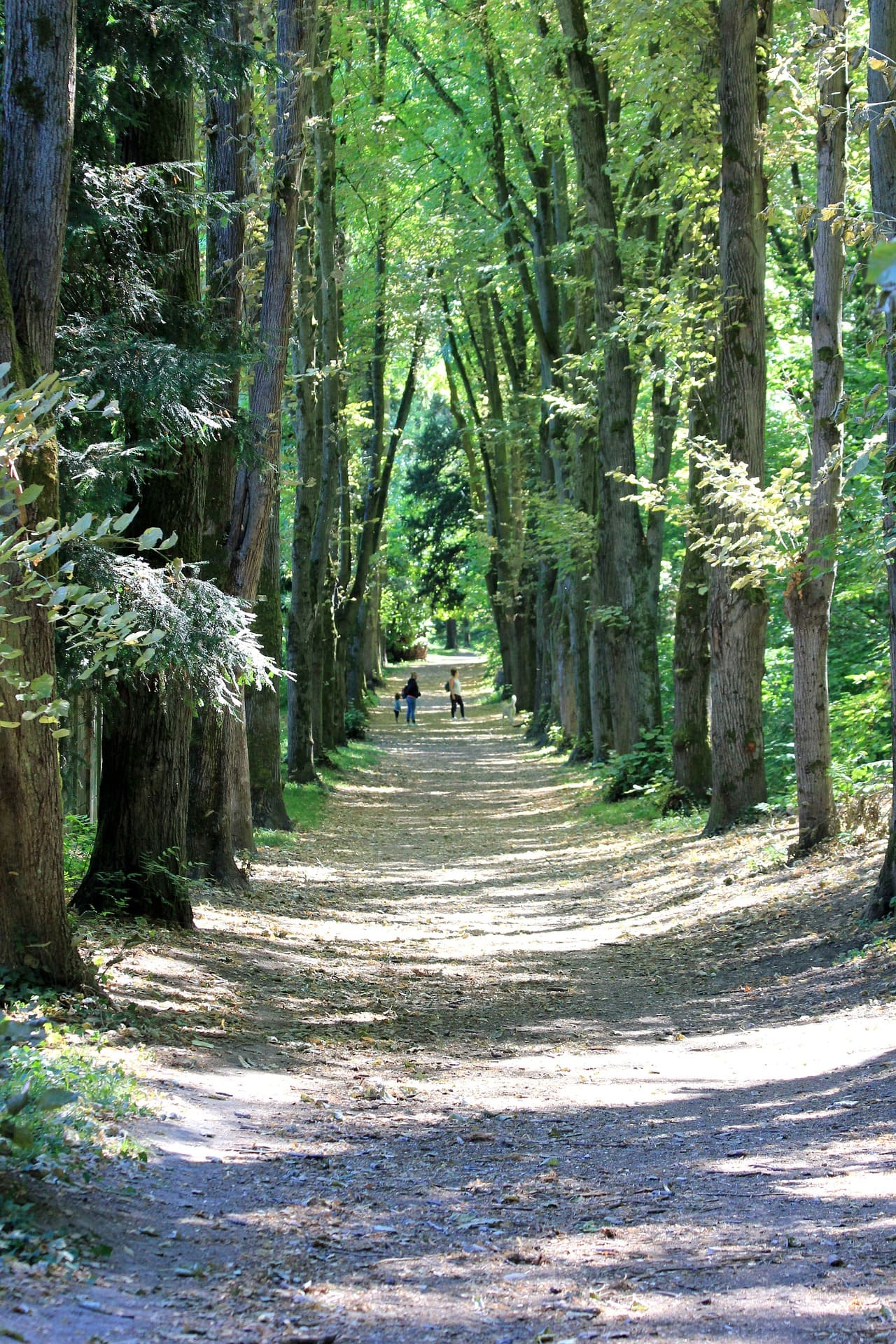 Chemin entouré d'arbres