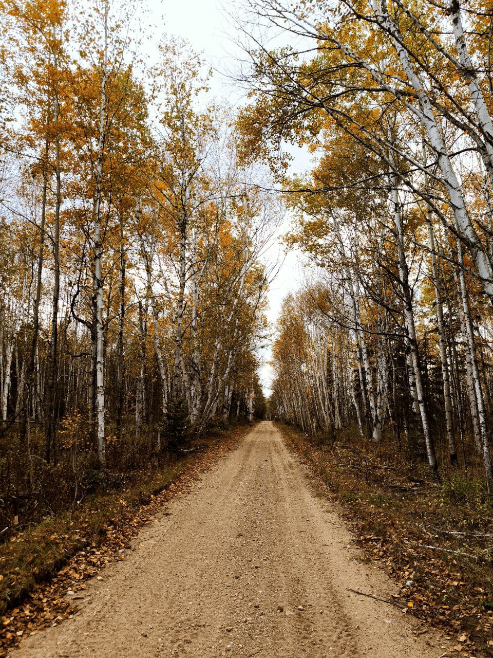 Chemin entouré d'arbres en automne